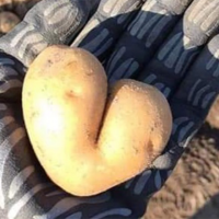 ziemniak w kształcie serca, położony na dłoni w rękawiczce 