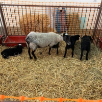 Owce z RGD Brody UPP na Wystawie Zwierząt Hodowlanych w Sielinku